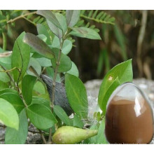 100% Nature Gymnema Sylvestre Extract Powder